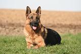 BERGER ALLEMAND 1333